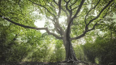 De Heksenboom gaat in 2020 Nederland vertegenwoordigen bij de Europese Tree of the Year verkiezing. Laat jouw stem gelden tussen 1 en 29 februari 2020