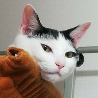 しちみ🎶40thまでにダイエット！ (@sitimisansyoome) Twitter profile photo