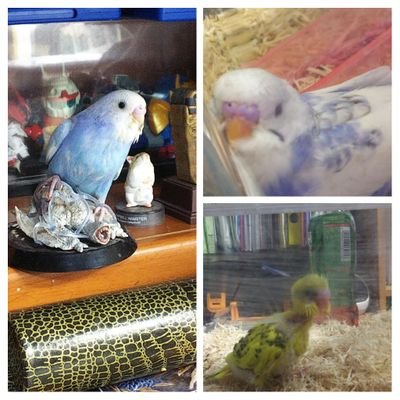 yakutoroy's profile picture. 