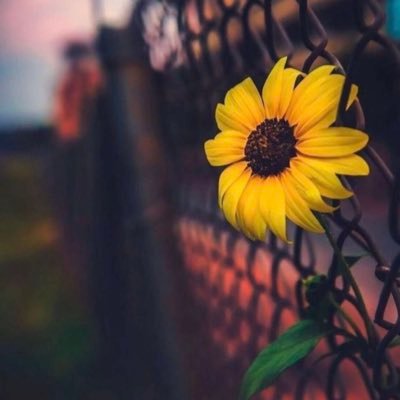 HrTzUmKPYn2Zuqg's profile picture. الله يرحمك ياأبي ويرحمك ياأمي 💔💔