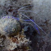 VU Shrimp Squad (@vushrimpsquad) 's Twitter Profile
