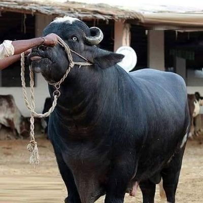 BreedPak's profile picture.
