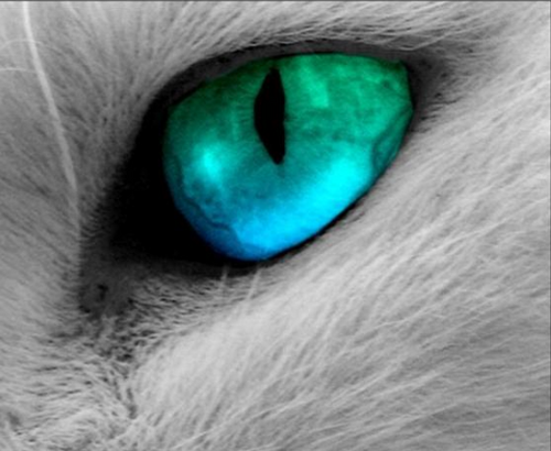 Cyrus6th's profile picture. 