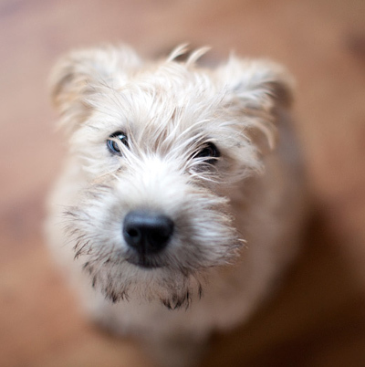 mollymoppit's profile picture. I'm a wheaten but my mum calls me a high maintenance blonde!