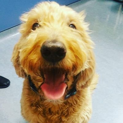 LeeAnneYancey's profile picture. Golf Mom⛳️