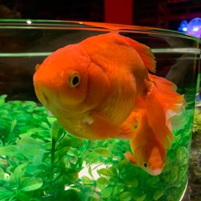 近所の金魚さんのプロフィール画像
