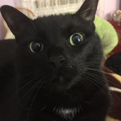 Skyress02's profile picture. This picture is of my cat named Black.