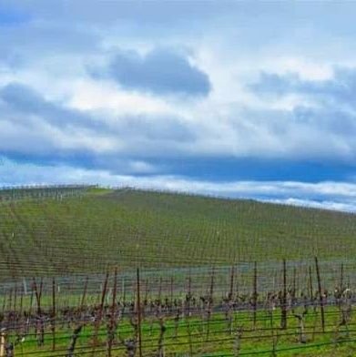 LCtheleo1's profile picture. ▫️