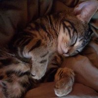 kitten mittens (@maggsnbacon) 's Twitter Profile