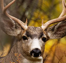 Welcome to bid4hunting, Fun & exciting, fast-paced auction website. Win all sorts of products for Hunting & Fishing at up to 95% savings!!!