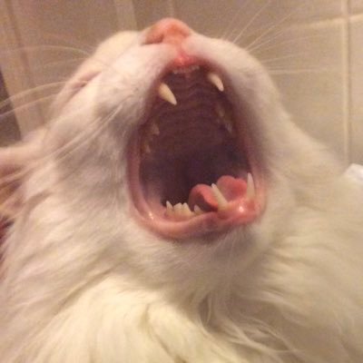 njihanadhirah's profile picture. najiha and her friends pass all their exams.