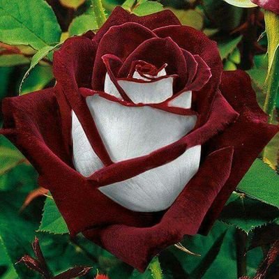 @RPalmairay