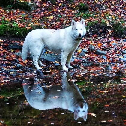 Agapitopito2's profile picture. Antes daba paseos para ver ciervos, ahora les abro las puertas.