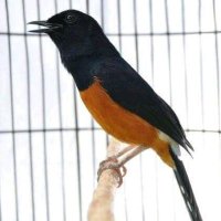 Murai Batu Tips (@muraitips) 's Twitter Profile