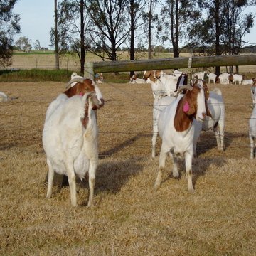 Livestock, Cattle - Bonsmara, Brahman and Nguni, Boer Goats, Lambs, Sheep....