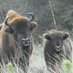 Wisent op de Veluwe (@wisentveluwe) Twitter profile photo Wisent op de Veluwe (@wisentveluwe) Twitter profile photo
