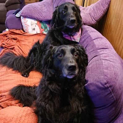 Welsh born brunette, sister to two beautiful retriever collie crosses! 🏴💜