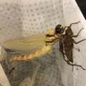 godonata's profile picture. Postdoc / Kyoto / biological sciences / stickleback / dragonfly / weevil / molecular biology / metamorphosis /coloration Tweet in Japanese or English
