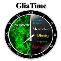 GliaTime Lab (Circadian and Glial Biology Lab)(@BarcaOlga) 's Twitter Profile Photo