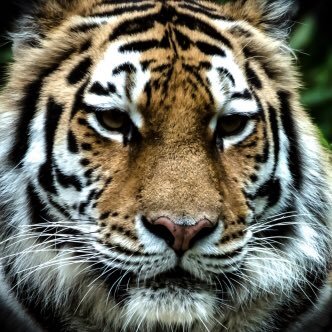 tiger04170820 Profile Picture