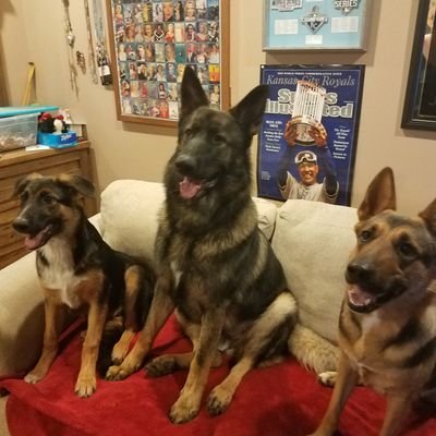 tigerfan7878's profile picture. Pureblood
WWG1WGA