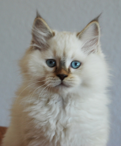 Catalons's profile picture. Breeder of American Bobtail cats, specializing in the wildest of apperance and finest of personality. Rare gorgeous colors in both long and short hair coats