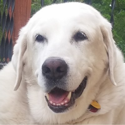 Solo is always up to something; Driving a car, or helping bake a cake, but always with a sense of fun and optimism. Follow Solo to see what he is doing today