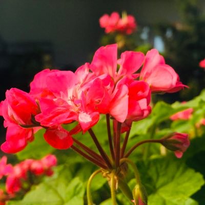 JAlshikali's profile picture. 