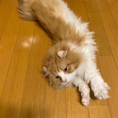 Viviemon 毎日毛玉吐いてかわいそうなので 夏支度 サマーカット サマーカットねこ サマーカット猫 マンチカン アメリカンカール 猫好き 猫好きな人と繋がりたい