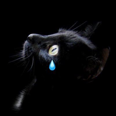 黒猫の涙さんのプロフィール画像