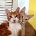 Harley & Fuego 🐾🐱😸🐾 🇺🇸 (@harleyandfuego) Twitter profile photo Harley & Fuego 🐾🐱😸🐾 🇺🇸 (@harleyandfuego) Twitter profile photo