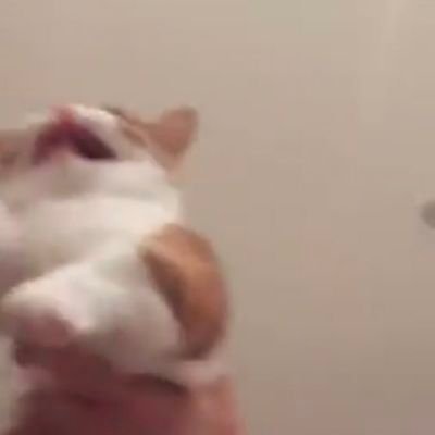 paramillia11's profile picture. bottom

Bihhhh