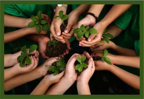 Your local Tampa Bay and SoFla groOrganic franchise. Our certified groOrganic gardeners install and maintain fruit and vegetable gardens in ur backyard.