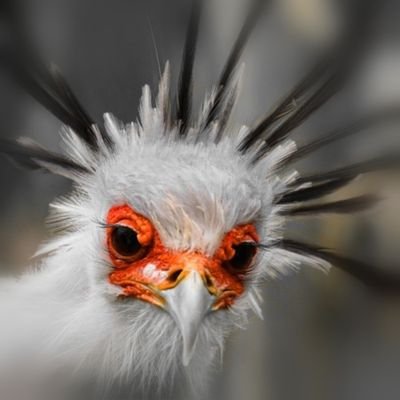 Saggitar12's profile picture. democratic socialist,
free speech sceptic,
freedom absolutist