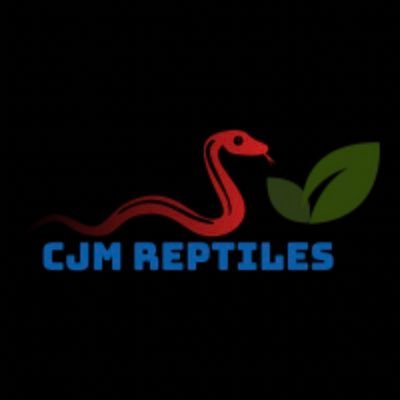 Cjmreptiles- Begining my Corn Snake Breeding adventure 🐍
