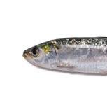 SIbovespa's profile picture. OGX, MUNDIAL, BOMBRIL, só invisto em empresa boa.