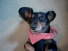 TannerBotter's profile picture. Folks!