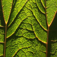 Rob Moss (@robmoss) 's Twitter Profile