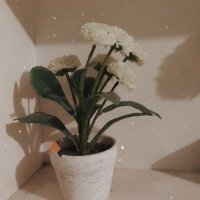 deaubo (@deaubo) 's Twitter Profile Photo