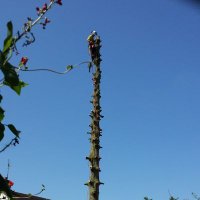 All Trees & Hedges (@alltreeshedges) 's Twitter Profile