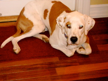 ilovekimmo44's profile picture. Hi! I'm Kimmo. I like to chase squirrels play with my binkie sleep in my chairs swim watch birdies and snuggle! Proud member of the #badboyzoftwitter Follow me!