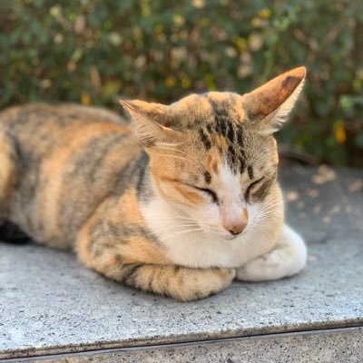 Dotaot's profile picture. 