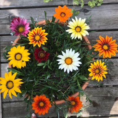 Al4Gold's profile picture. 