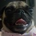 Sakurinha_Pug (@sakurinhap) Twitter profile photo Sakurinha_Pug (@sakurinhap) Twitter profile photo