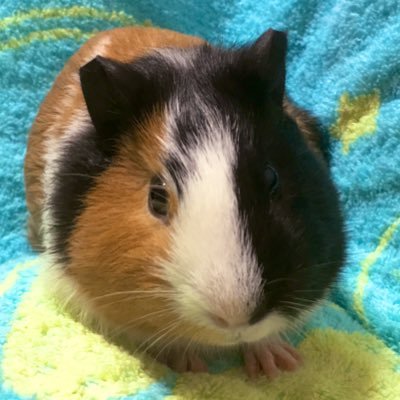 こんぶだしさんのプロフィール画像