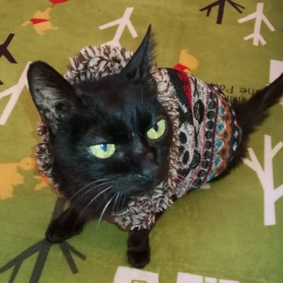 NEKO__DAISKI's profile picture. ネコちゃんを眺める垢です🐾
シルビアちゃん赤丸ちゃんキャビアちゃん新入りアイルちゃん
4ニャン家族です🐈‍⬛