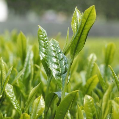 日本茶・抹茶・紅茶・ほうじ茶などのお茶を楽しむための様々な情報を発信するまとめブログ。お茶に関する歴史や豆知識、今話題になっているお茶を使った商品についても紹介しています。