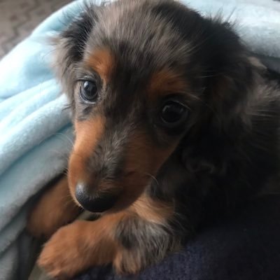 メルちゃん Meru Memeru Twitter