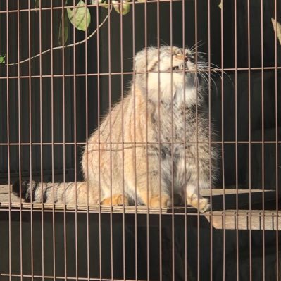 コトダマンと都市伝説をこよなく愛する猫です。ことだまり「タマ動物園」のオーナーをさせていただいてます。 「怪談伝承」ワードを解放するのが日課です。気楽にフォローしてみて！