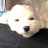 タピオカにやられたおかめのアイコン